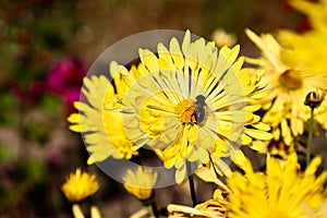 The bee sits on a yellow chrysanthemum. Autumn flowers ÃÂlose-up view. photo